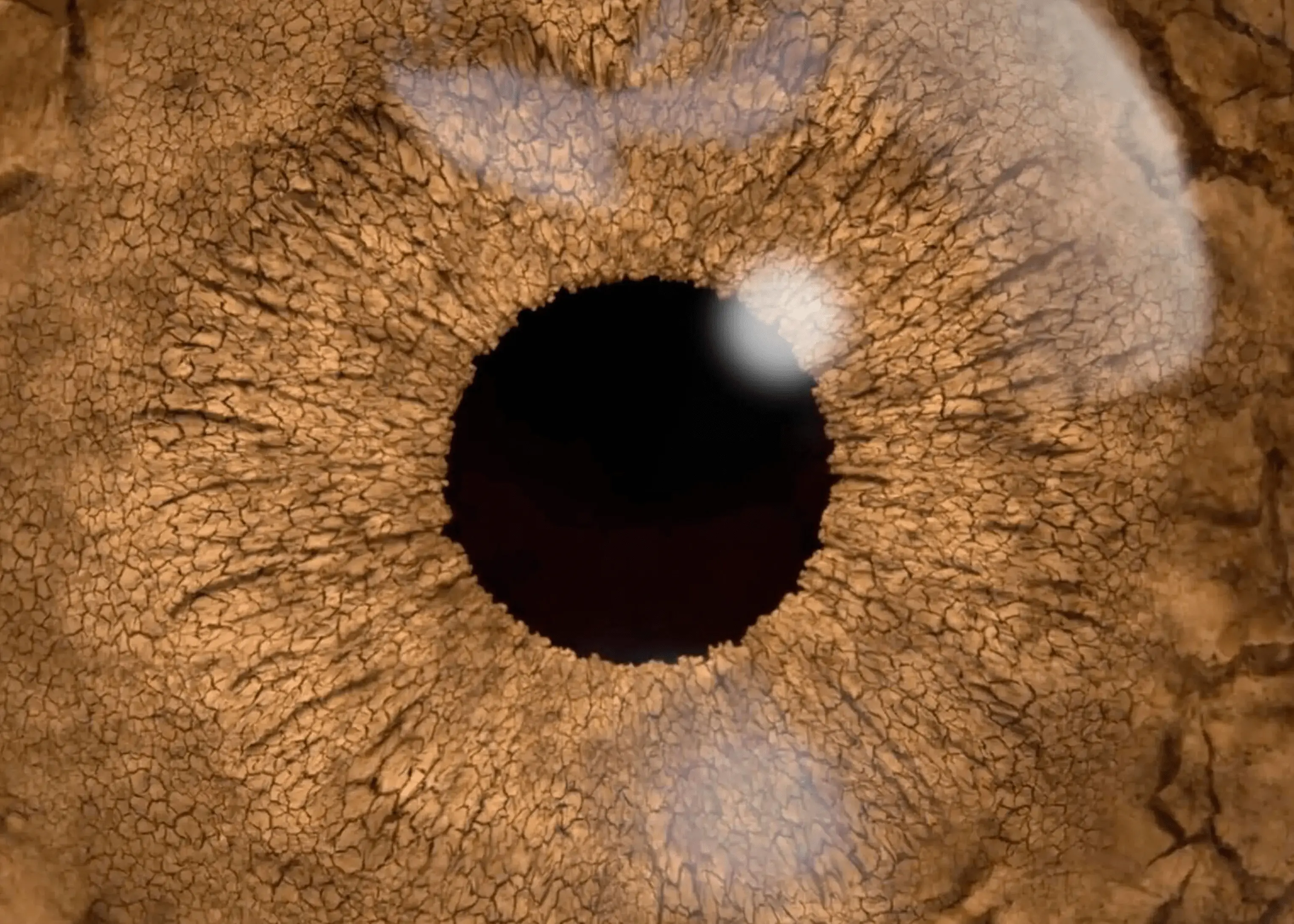 eye img